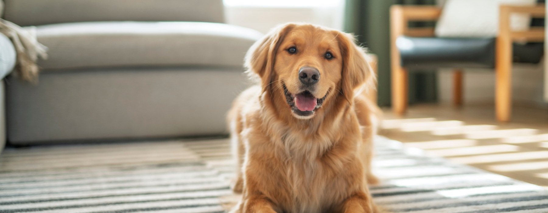 Pet-Friendly Apartments